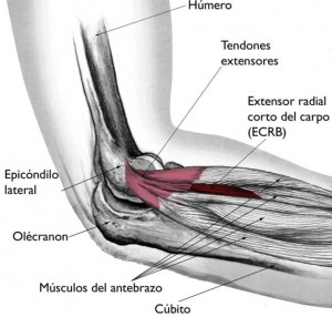 Anatomía del codo: Epicóndilo lateral y Extensor Radial corto del Carpo  